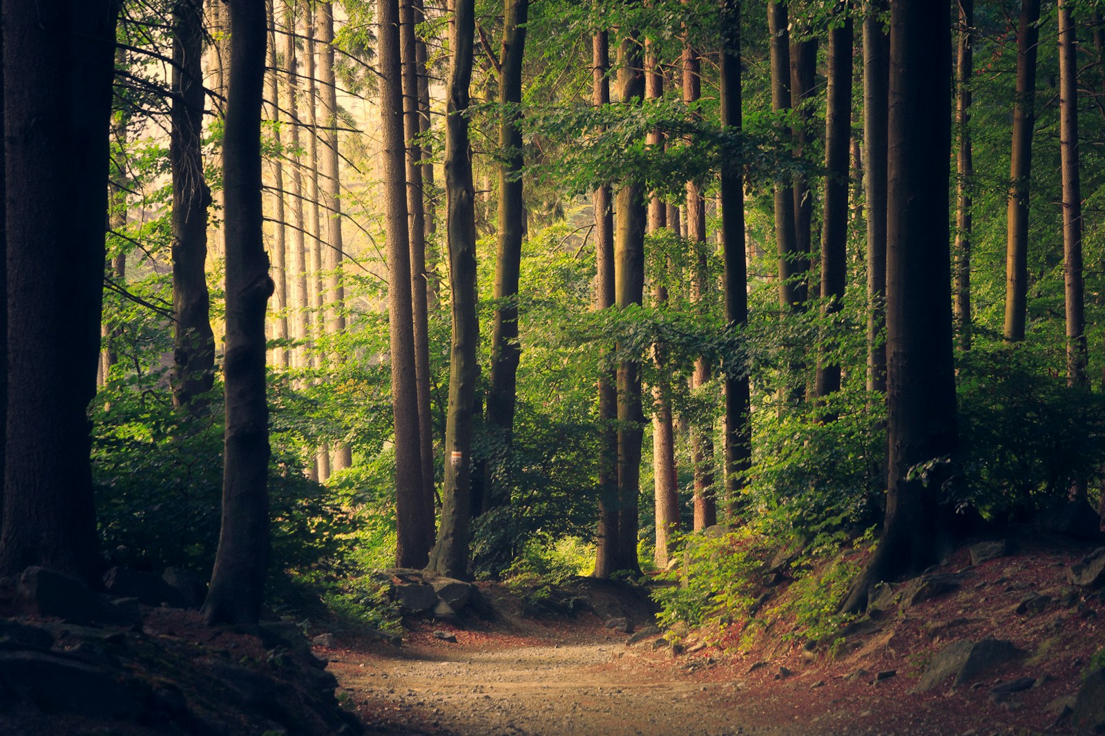 Lost Lake trail winding through coastal rainforest near Whistler